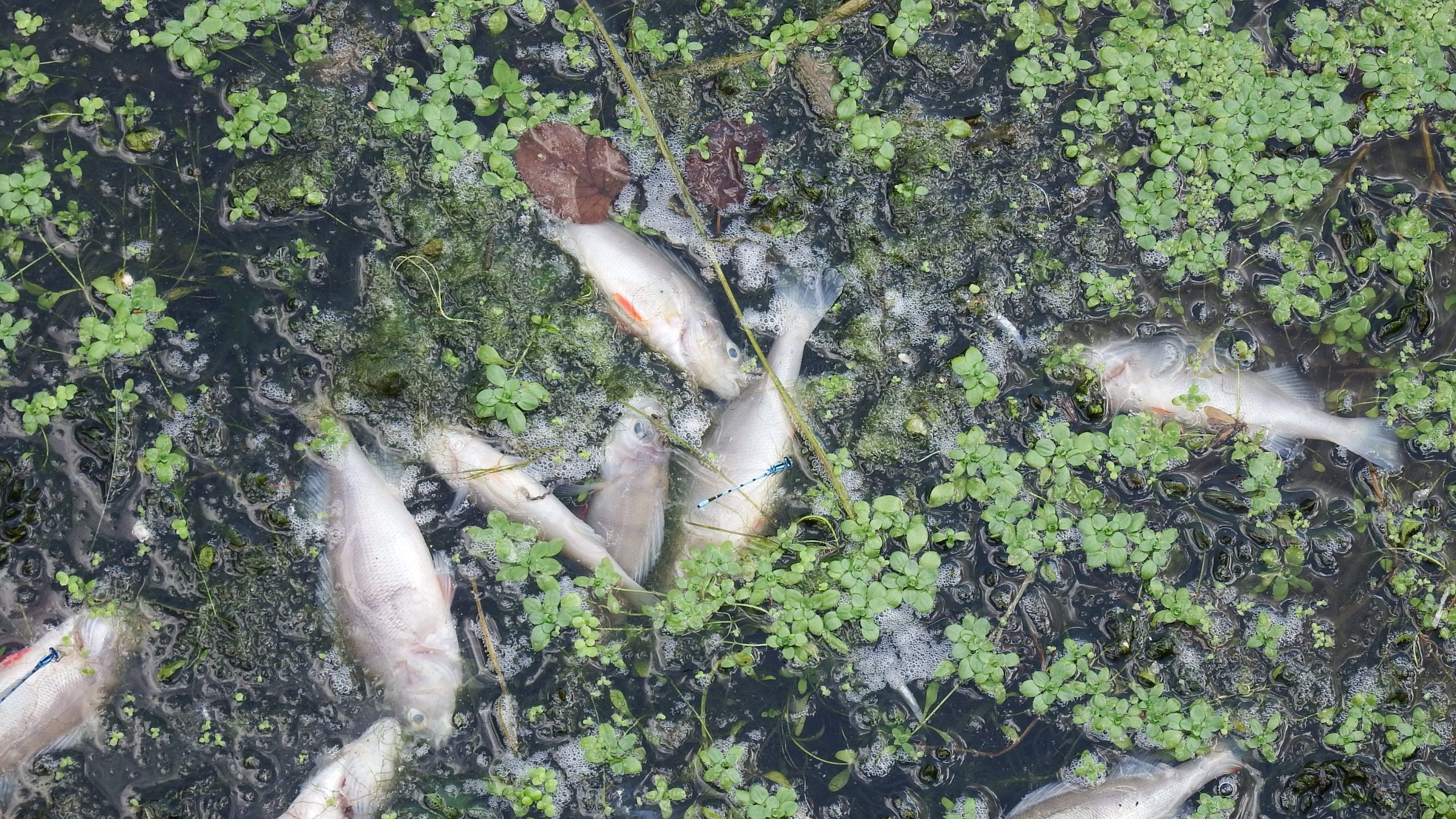 River Lea dead fish prompt Environment Agency investigation